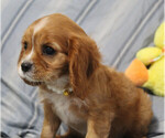 Small #3 Cavalier King Charles Spaniel
