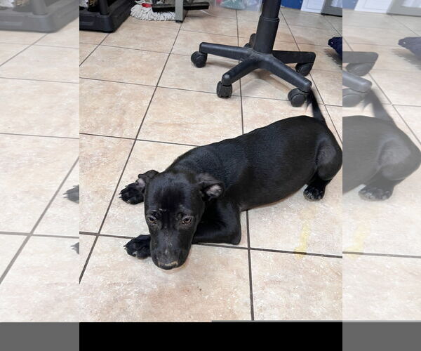 Medium Photo #2 Labrador Retriever-Unknown Mix Puppy For Sale in Tracy City, TN, USA