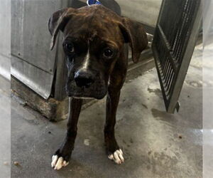 Boxer Dogs for adoption in San Bernardino, CA, USA