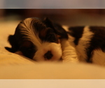 Small Photo #6 Cavalier King Charles Spaniel Puppy For Sale in SANTA ROSA, CA, USA