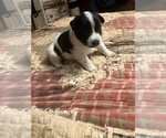Puppy Puppy 2 Maltipoo-Schnauzer (Miniature) Mix