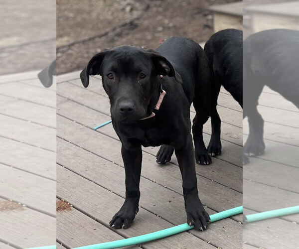 Medium Photo #17 Labrador Retriever-Unknown Mix Puppy For Sale in Princeton, MN, USA