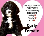 Puppy Curly Springerdoodle