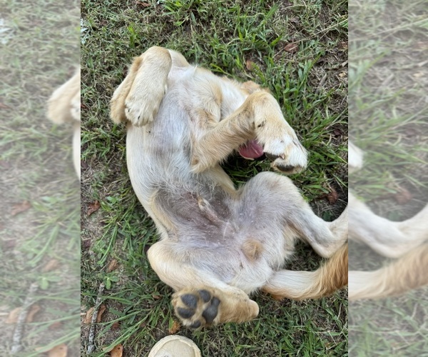 Medium Photo #4 Flat Coated Retriever-Golden Retriever Mix Puppy For Sale in SOMERVILLE, AL, USA