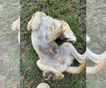 Small #3 Flat Coated Retriever-Golden Retriever Mix
