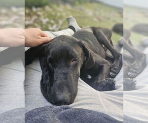 Great Dane-Unknown Mix Dogs for adoption in Woodbury, NY, USA