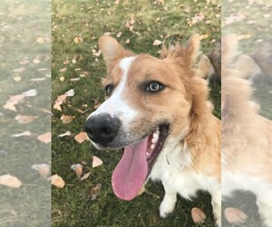 Father of the Border Collie puppies born on 08/06/2025
