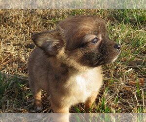 Chihuahua Puppy for sale in HAYES, VA, USA