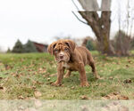 Small Photo #2 English Neo Bull Puppy For Sale in WARSAW, IN, USA