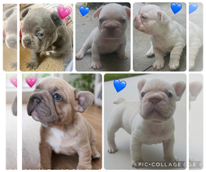 French Bulldog Puppy for sale in LADERA RANCH, CA, USA
