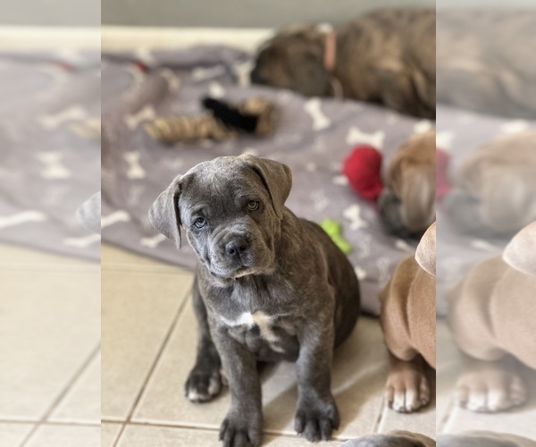 Medium Photo #1 Cane Corso Puppy For Sale in NEWARK, OH, USA