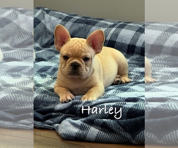 Medium Photo #5 French Bulldog Puppy For Sale in WILLIAMSVILLE, MO, USA