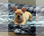 Small #4 French Bulldog