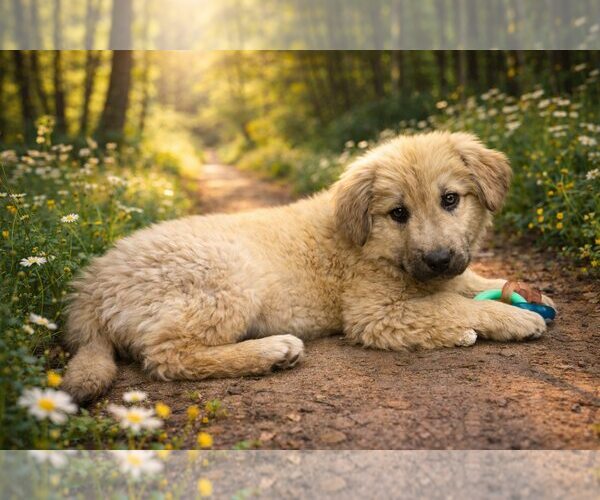 Medium Photo #1 Australian Retriever Puppy For Sale in Cave Creek, AZ, USA