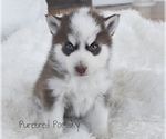 Small #1 Pomsky