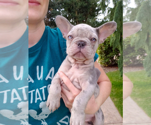 French Bulldog Puppy for sale in PASCO, WA, USA