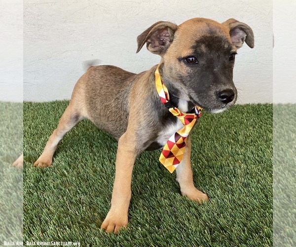 Medium Photo #3 Jack Russell Terrier-Unknown Mix Puppy For Sale in San Diego, CA, USA