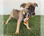 Small #2 Jack Russell Terrier Mix