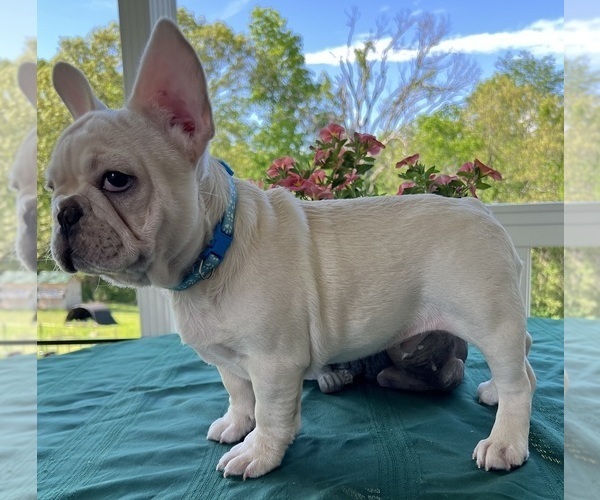 Medium Photo #6 French Bulldog Puppy For Sale in BOLIVAR, MO, USA