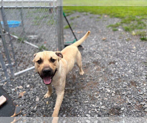 Medium Photo #2 Labrador Retriever-Unknown Mix Puppy For Sale in Hinton, WV, USA