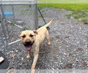 Socrates (1yo, 46lbs) - Male Labrador Retriever-Unknown Mix Dog for Adoption - Photo #2