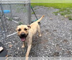 Small #1 Labrador Retriever Mix