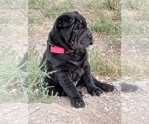 Chinese Shar-Pei Dogs for adoption in HELENA, MT, USA