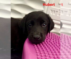 Bearded Collie-Labrador Retriever Mix Dogs for adoption in Holly Springs, NC, USA