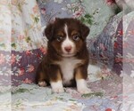 Small #7 Miniature Australian Shepherd