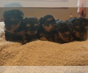 Yorkshire Terrier Puppy for Sale in PRAIRIE DU CHIEN, Wisconsin USA