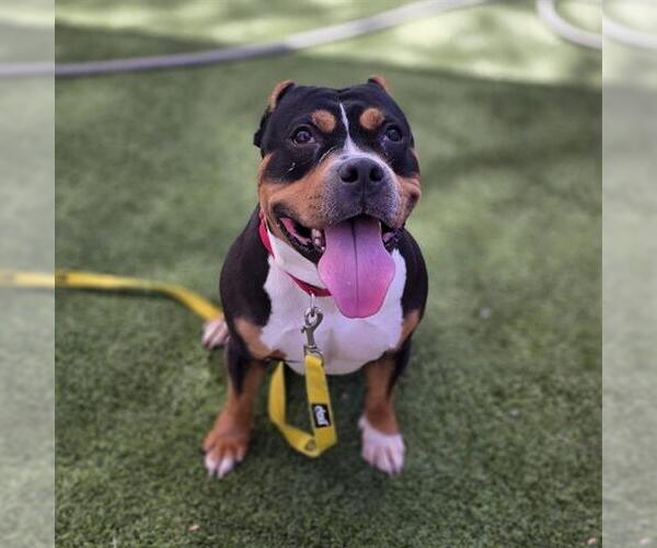 Medium Photo #1 Mutt Puppy For Sale in Las Vegas, NV, USA