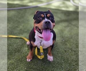Mutt Dogs for adoption in Las Vegas, NV, USA