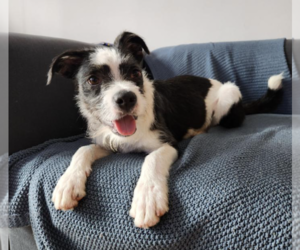 Jack Russell Terrier-Unknown Mix Dogs for adoption in Brooklyn, NY, USA