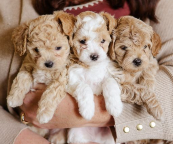 Medium Photo #1 Bichpoo-Yo-Chon Mix Puppy For Sale in RIGBY, ID, USA