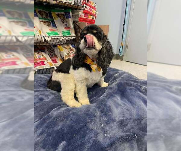 Medium Photo #4 Cock-A-Tzu Puppy For Sale in Evansville, IN, USA