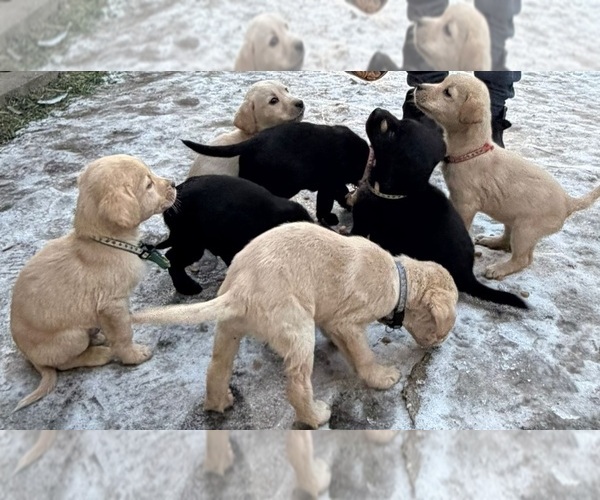 Medium Photo #1 Labrador Retriever Puppy For Sale in Cerneti, Mehedinti, Romainia