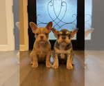 Small French Bulldog