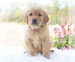 Small #3 Golden Retriever