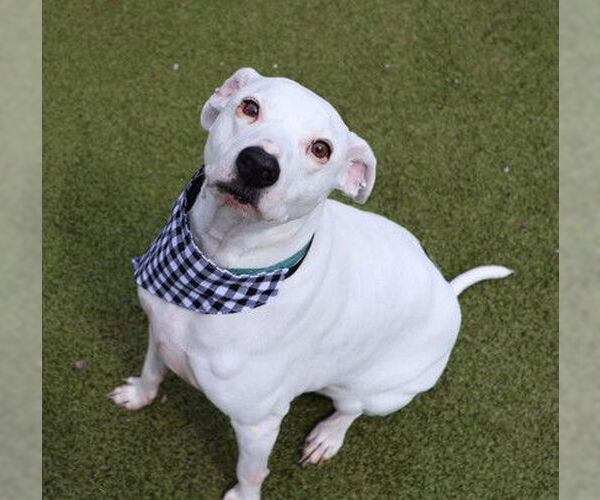 Medium Photo #5 Mutt Puppy For Sale in Rockaway, NJ, USA