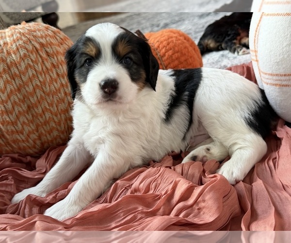 Medium Photo #5 Miniature Bernedoodle Puppy For Sale in WOODSTOCK, GA, USA