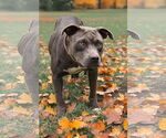 Small #2 American Pit Bull Terrier