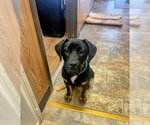 Small Photo #2 Rottweiler Puppy For Sale in Parlier, CA, USA