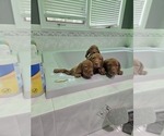 Small #11 Vizsla