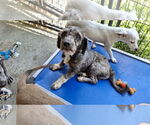 Small #1 Mutt