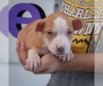 Small #5 American Staffordshire Terrier-Boxer Mix