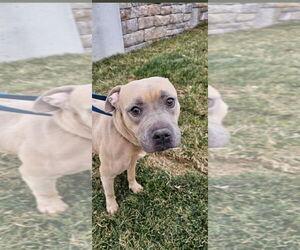 Mutt Dogs for adoption in Lexington Park, MD, USA