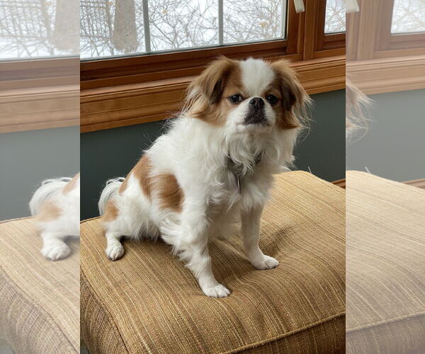 Medium Photo #3 Japanese Chin Puppy For Sale in St. Louis Park, MN, USA