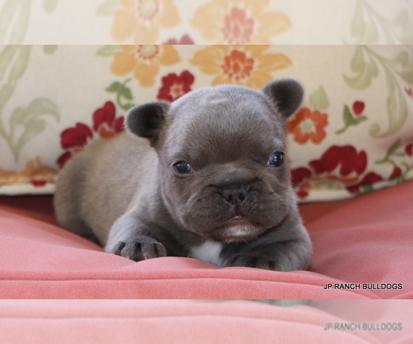 Medium Photo #11 French Bulldog Puppy For Sale in WINNSBORO, TX, USA