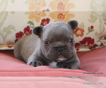 Small #10 French Bulldog