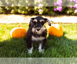Small #1 Schnauzer (Miniature)